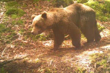 ours pyrénées