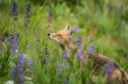 renard
