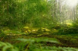 forêt lumineuse