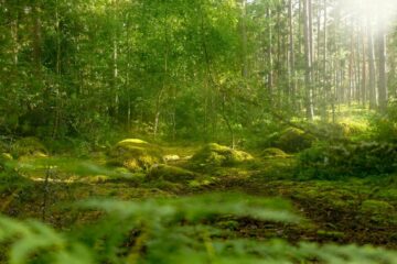 forêt lumineuse