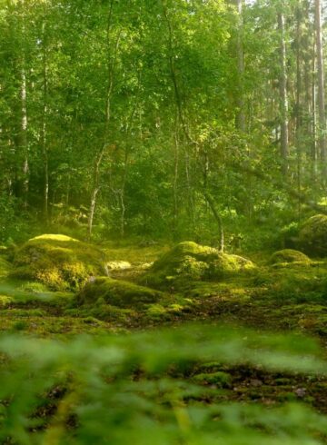 forêt lumineuse
