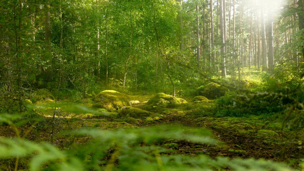 forêt lumineuse