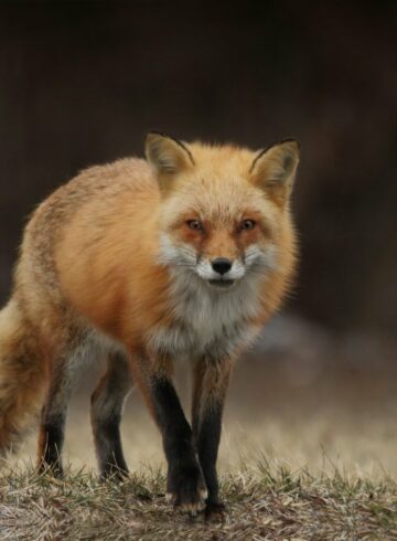renard