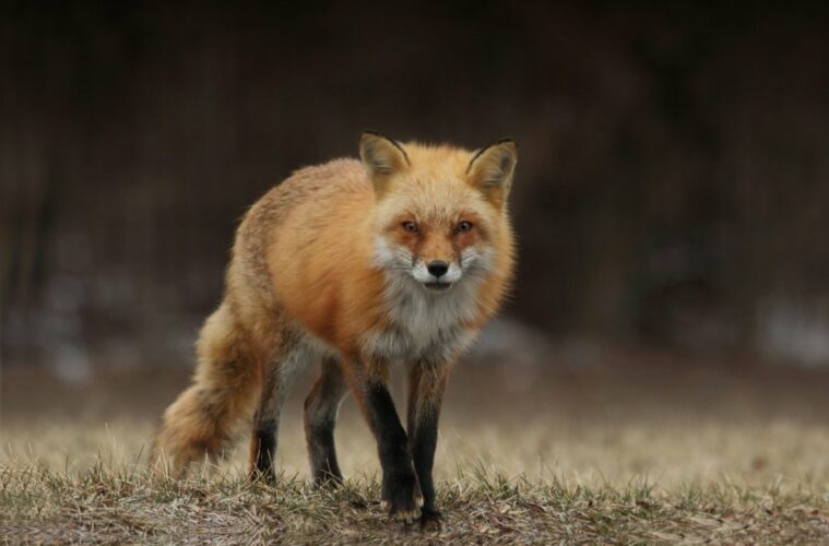 renard