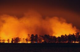feu de forêt