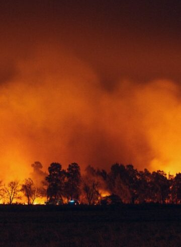 feu de forêt