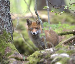 renard roux