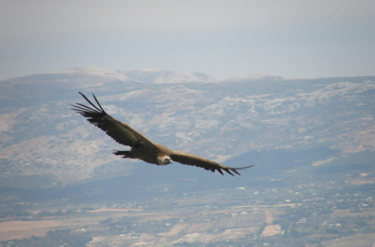 vautour