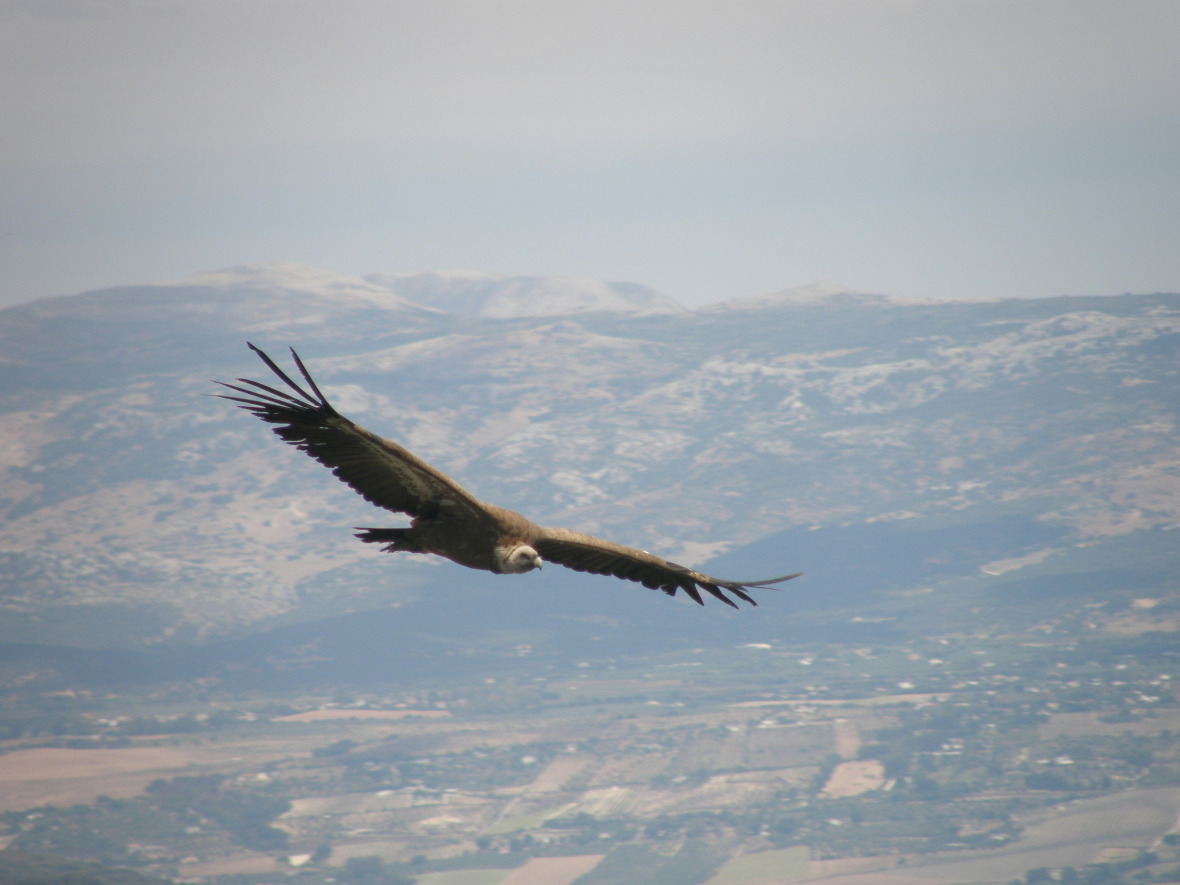 vautour