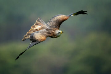 Rapace