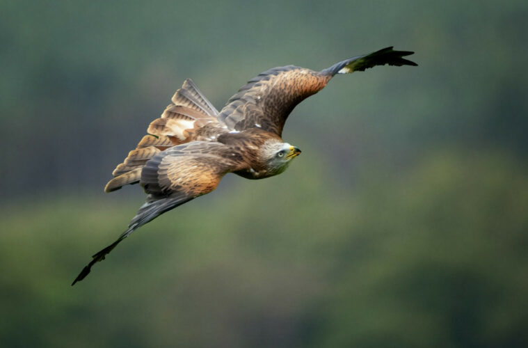 Rapace